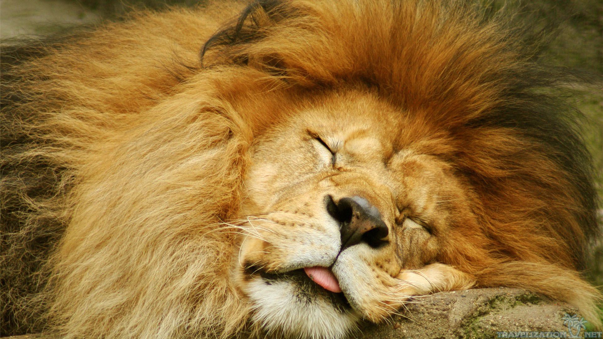 You can find Cute Sleeping Moment Lion wallpapers in many resolution such as 1024×768, 1280×1024, 1366×768, ...