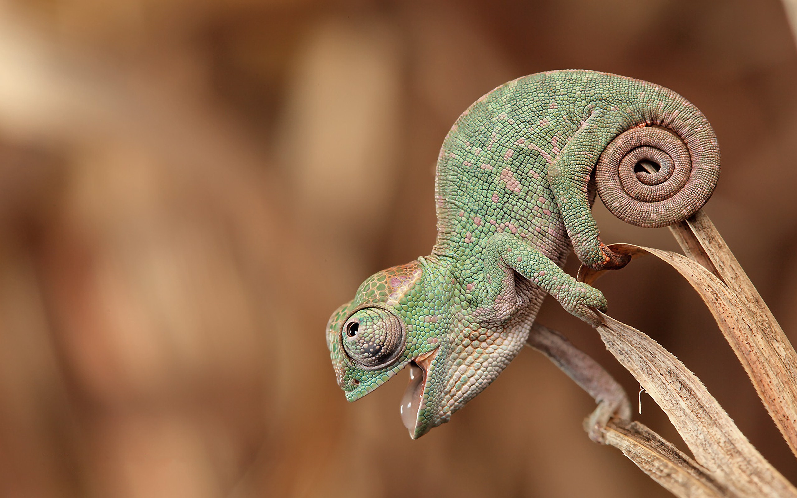 Cute Little Chameleon
