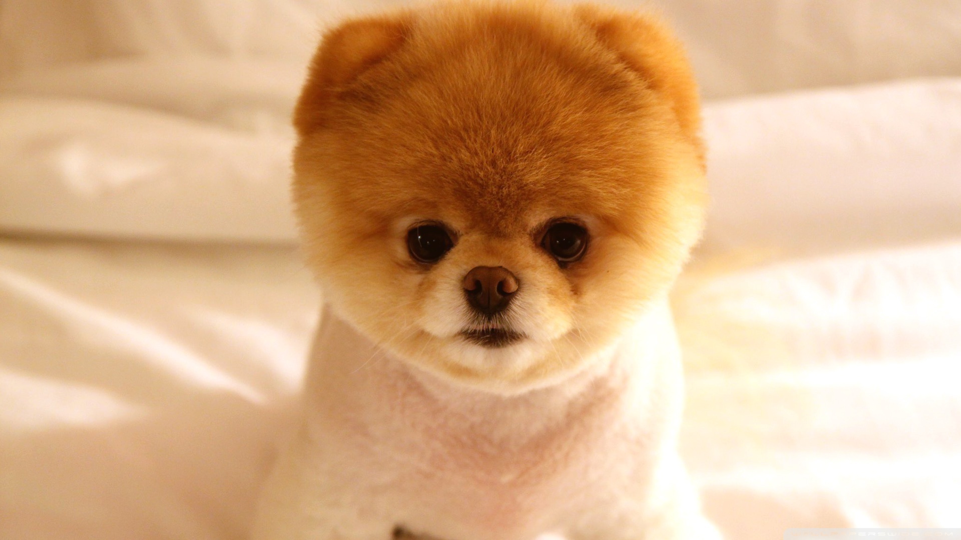 Desktop images of cute little dogs