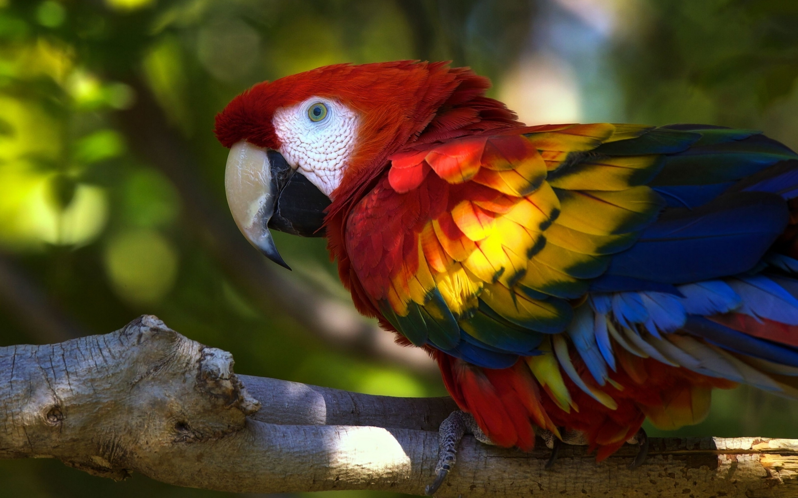 Cute macaw parrot