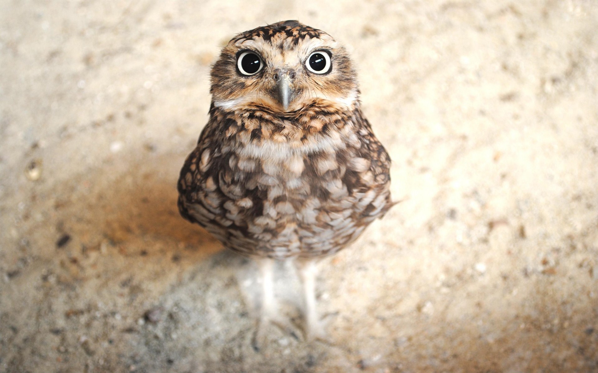 ... cute-owl-wallpaper