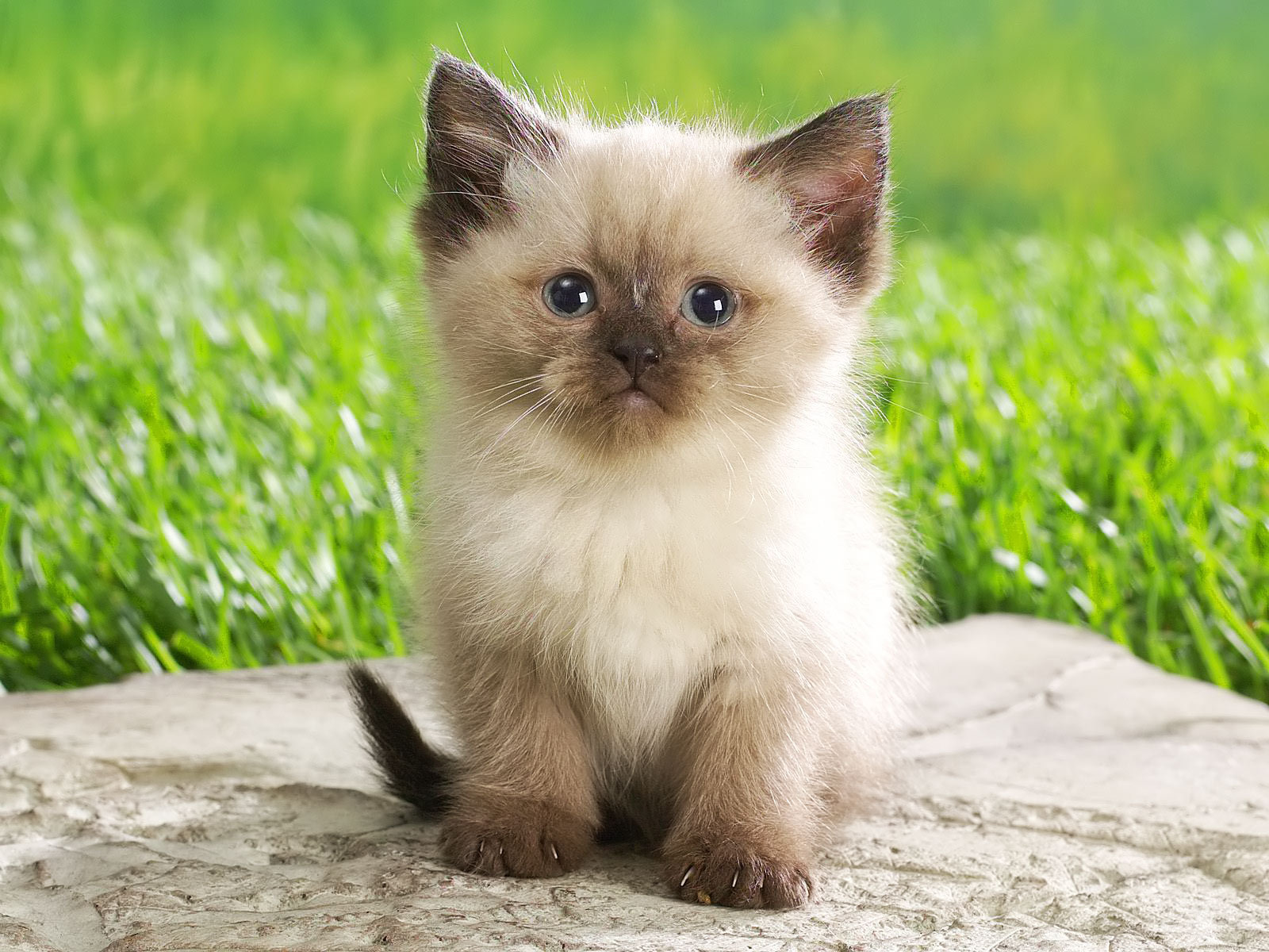 Cute Kitten - babies-pets-and-animals Wallpaper