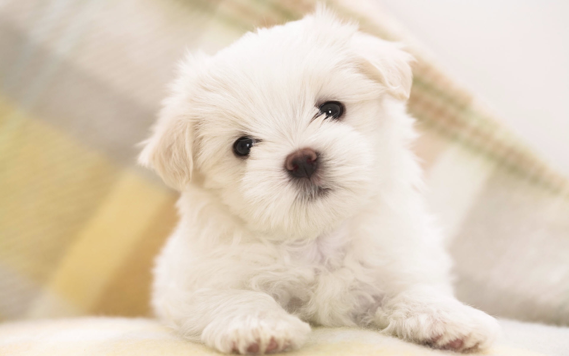 Maltese Puppy. «