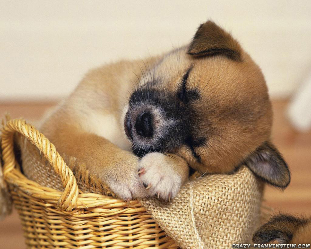 Cute pup sleeping
