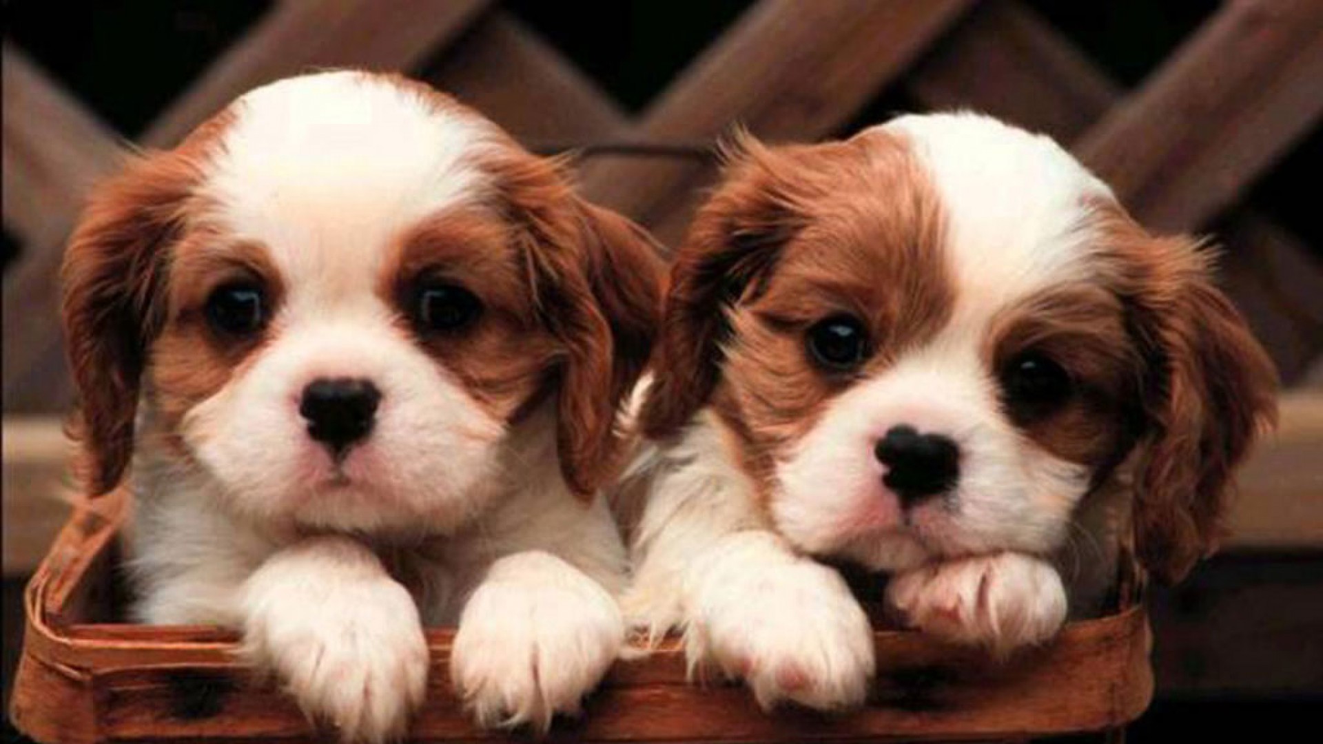 Cute Puppies 20046