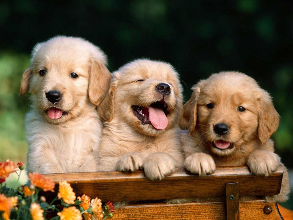 Cute and Adorable Puppy Image