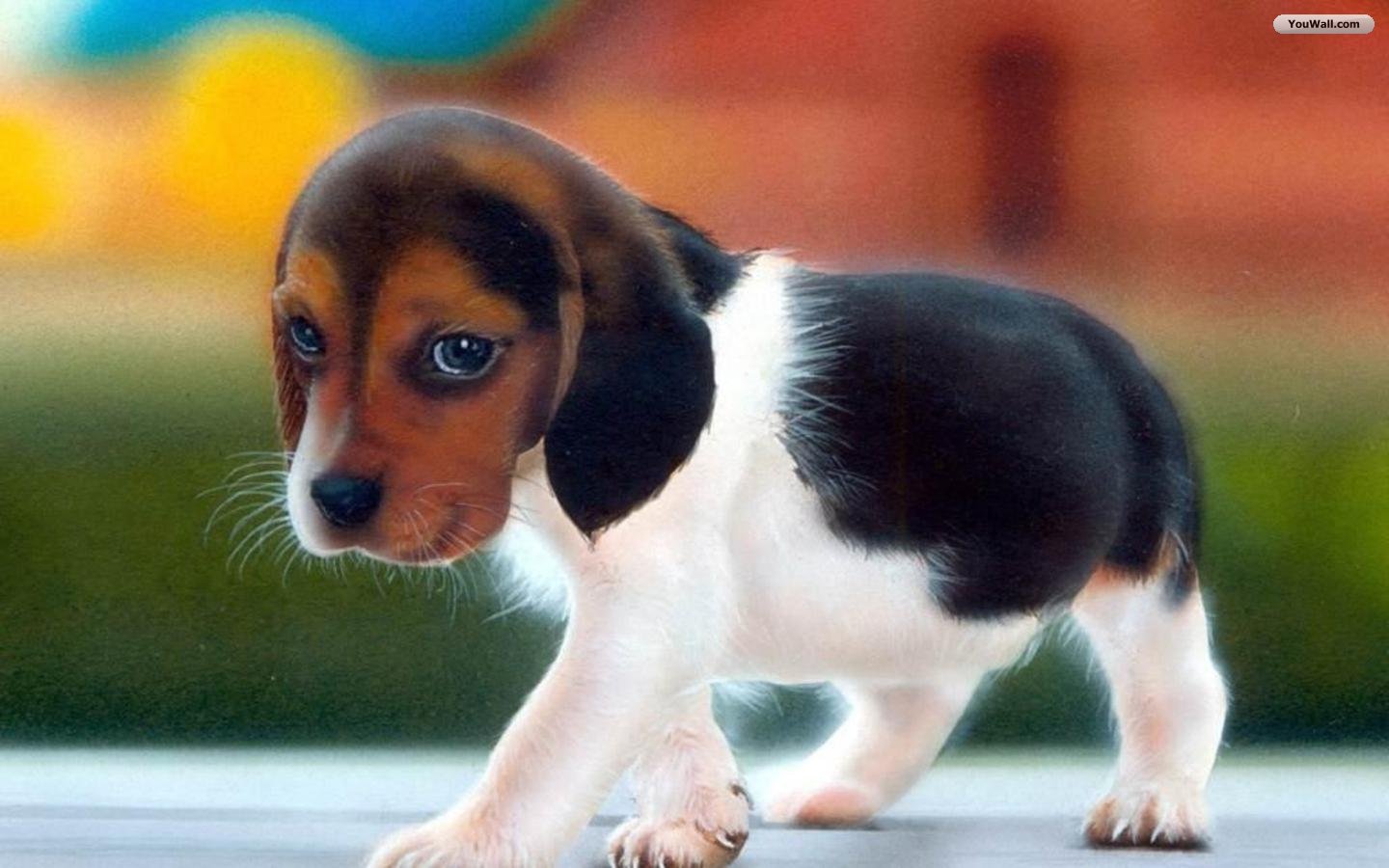 Imgisland Free Animals Cute Puppy