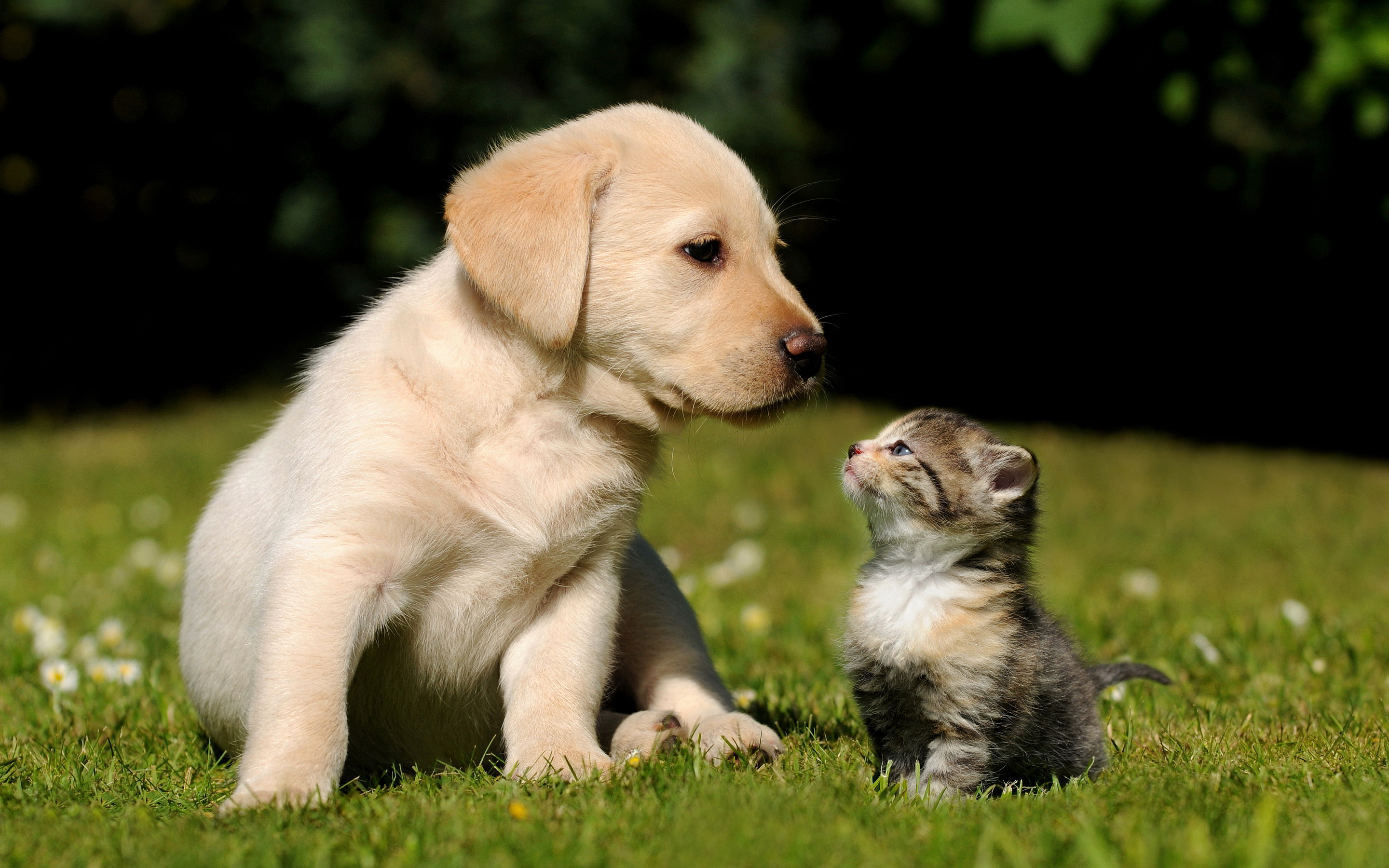 Cute Puppy Kitten Wallpapers Pictures Photos Images. «