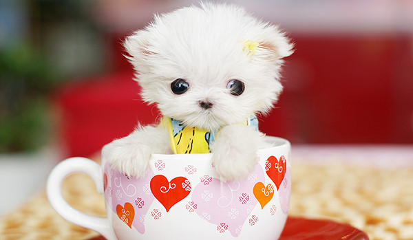 Cute Puppy Pictures #5