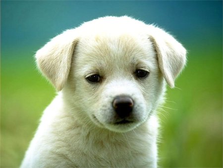 Cute Puppy Pictures #6