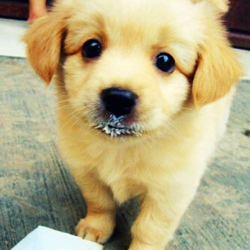 Cute Puppy Pictures #8