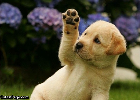 Cute Puppy Pictures #2