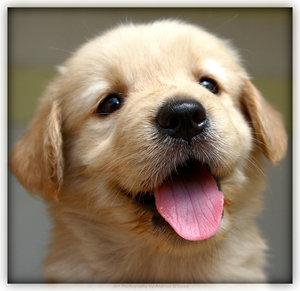 Cute Puppy Pictures #3