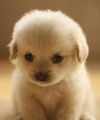 Cute Puppy Pictures #4