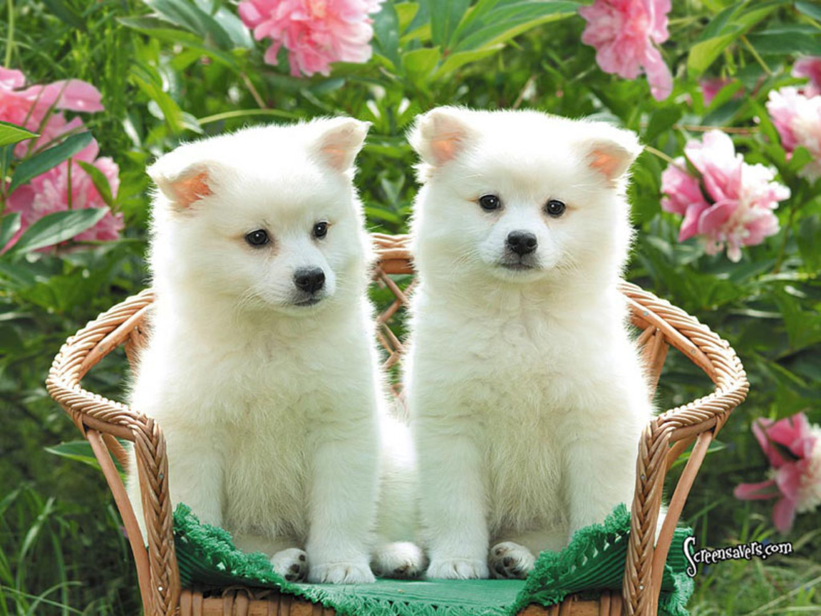 Cute Puppies Wallpaper Images