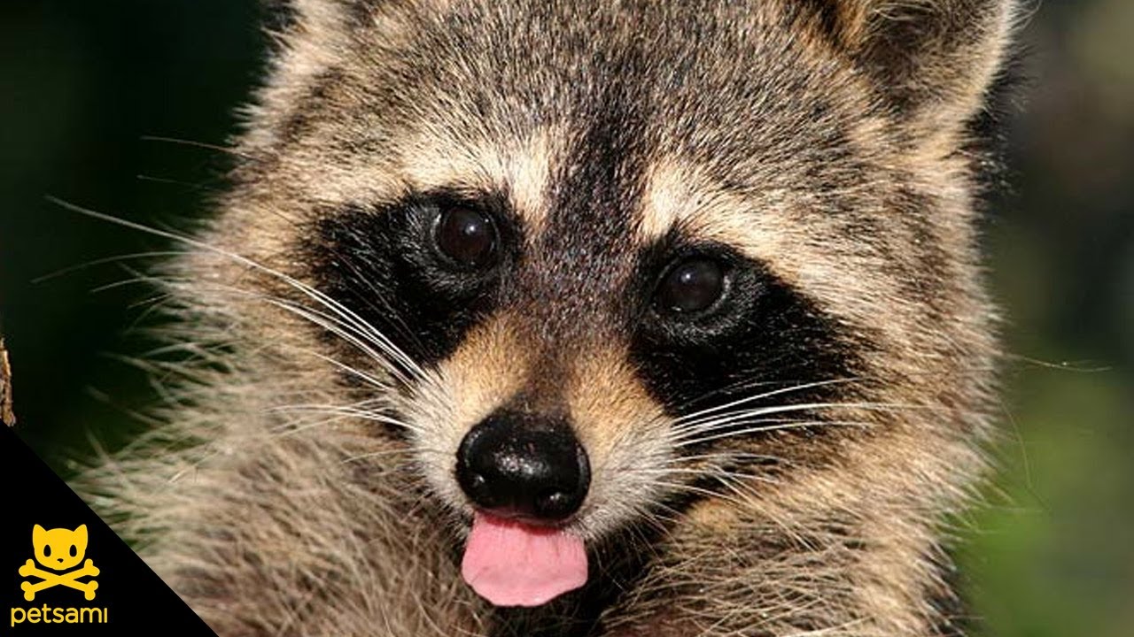 Raccoon Covers His Eyes - Cute Raccoon Video