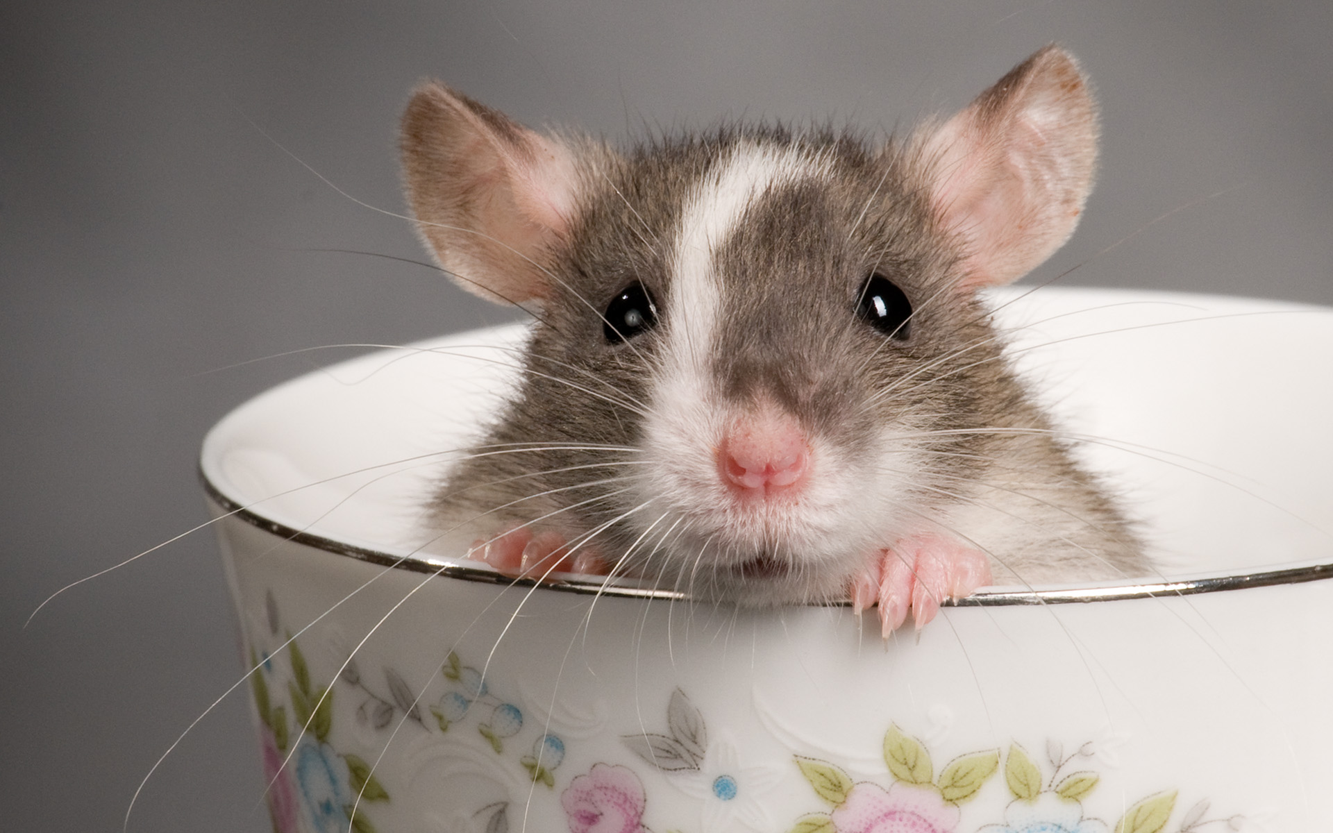 Rat Teacup Animal Cute Rodent