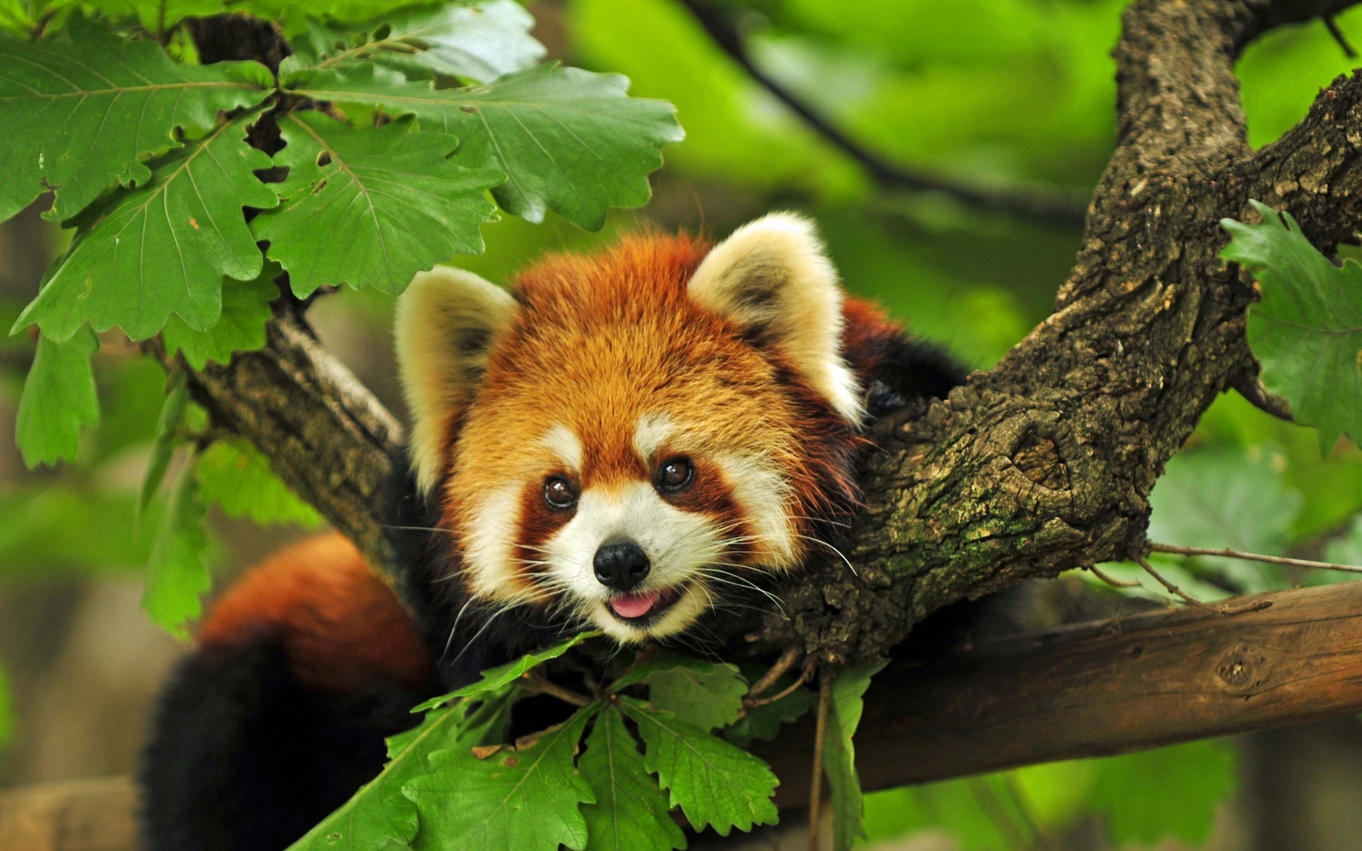 red panda hd