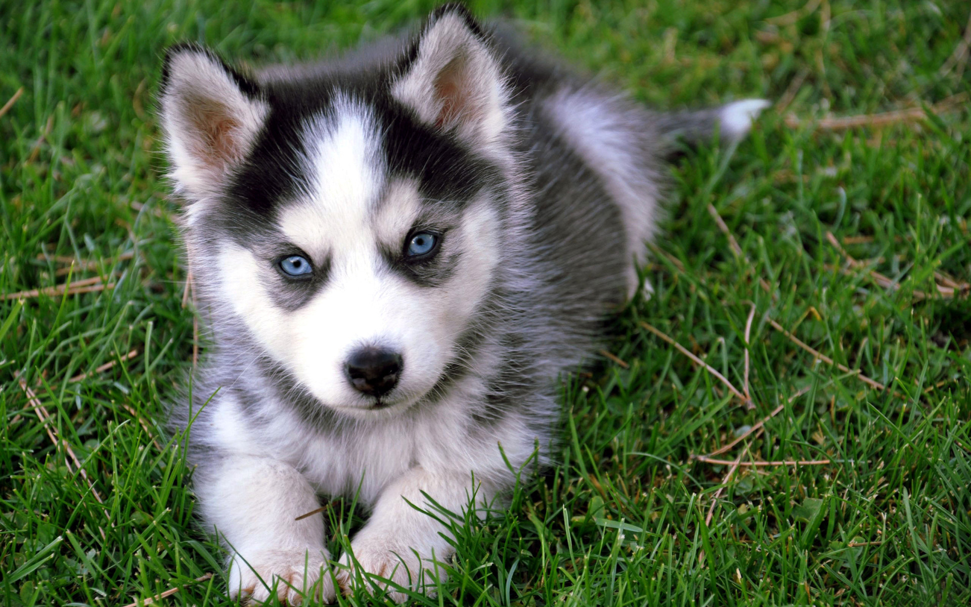 Siberian Husky Cute Wallpaper for Android