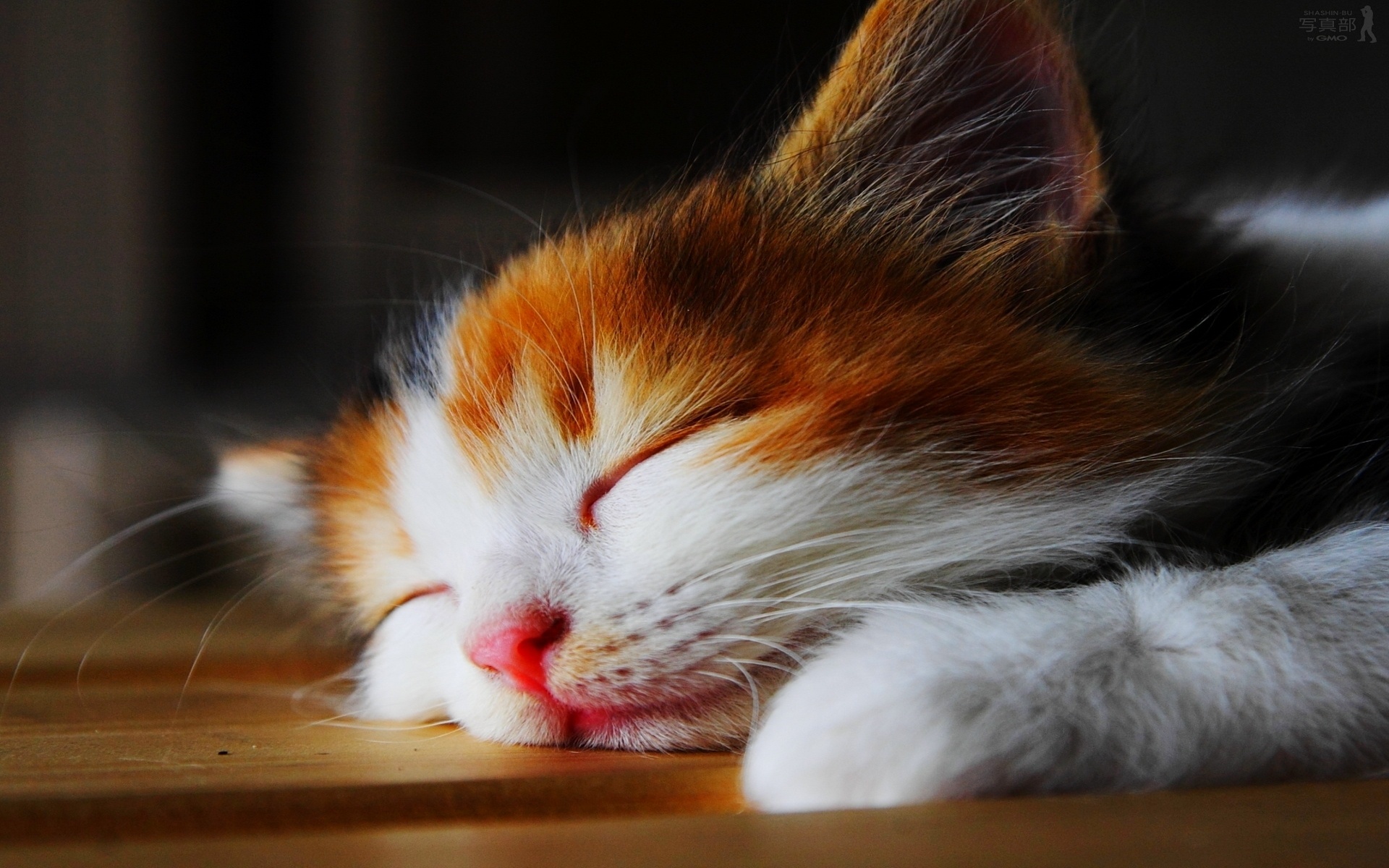 Cute Sleeping Cat Wallpaper