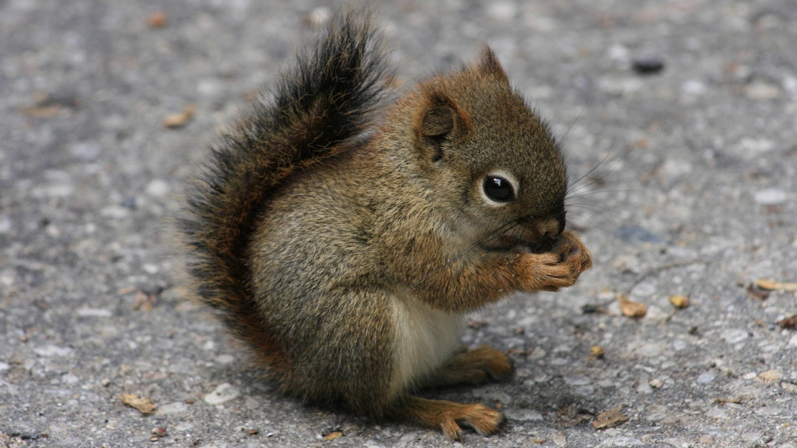 Cute squirrel Photos