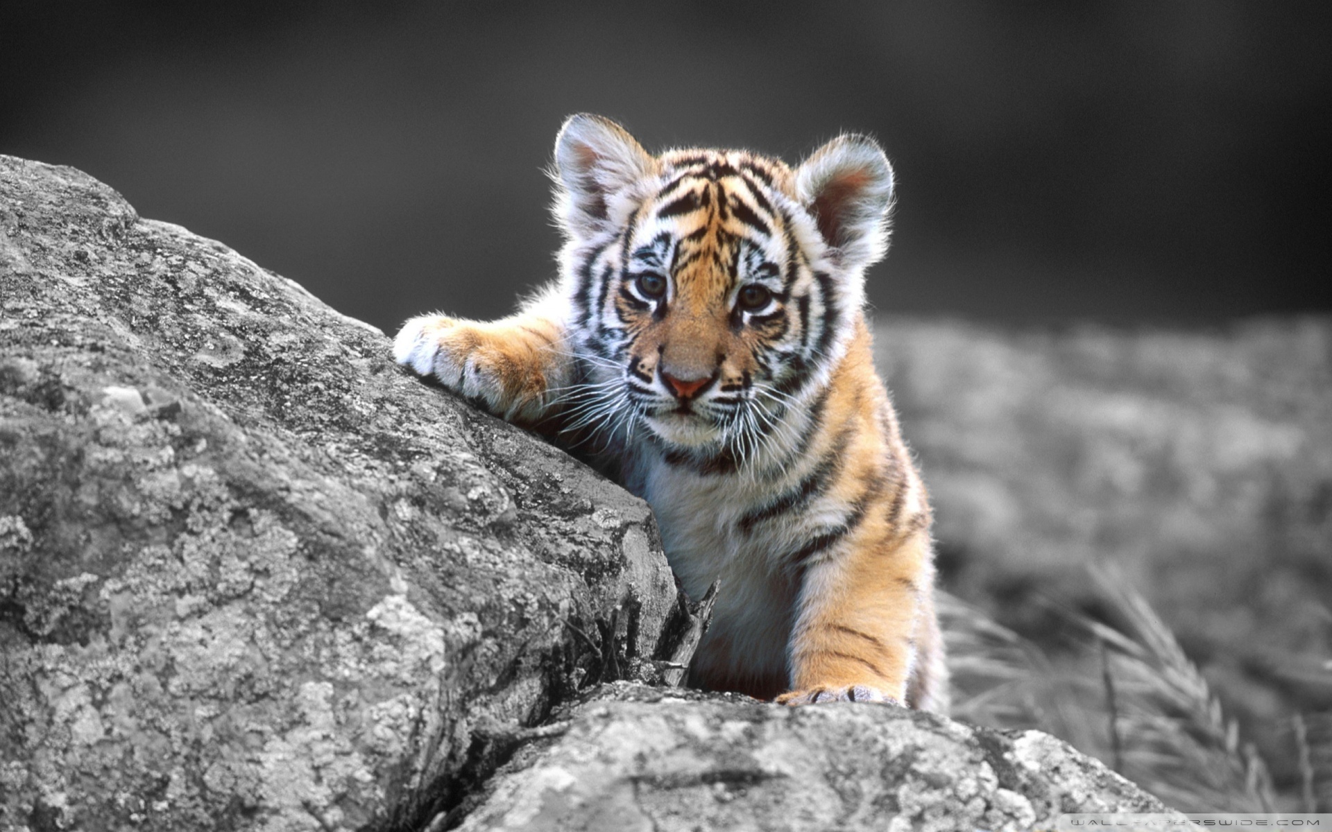 Cute Tiger Wallpaper