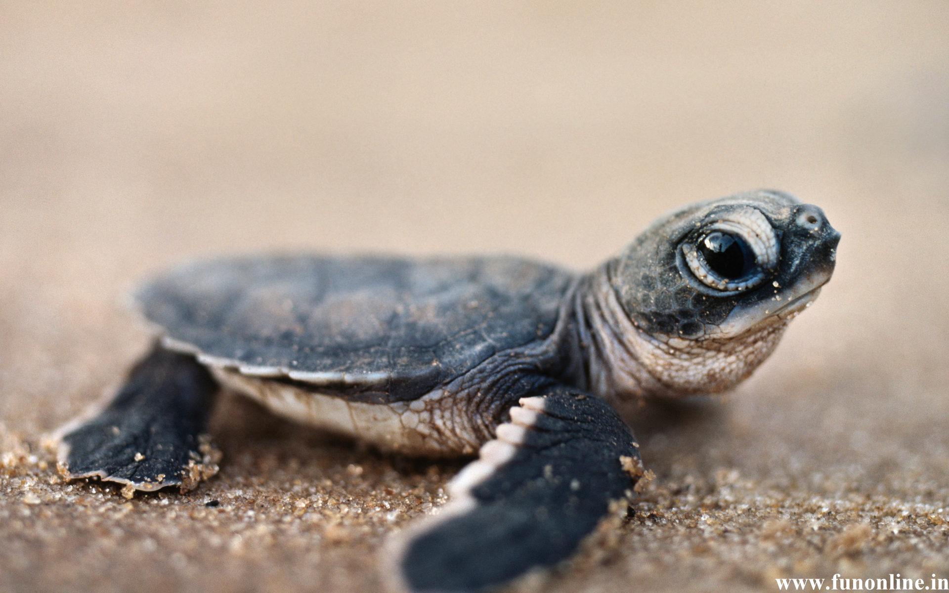 Cute Baby Sea Turtle Wallpaper Full Pictures #bQ8sE