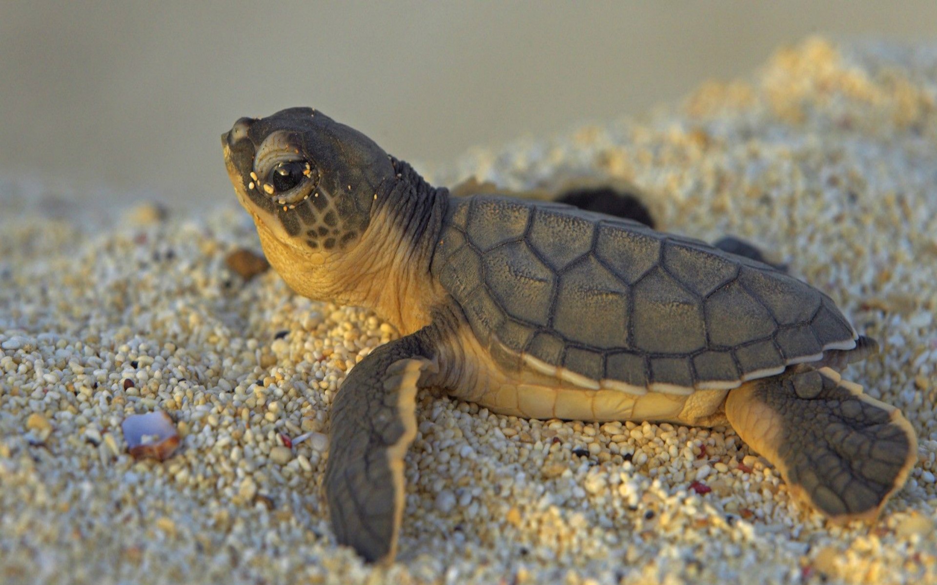 DOWNLOAD: cute turtle cub free picture 2560 x 1600