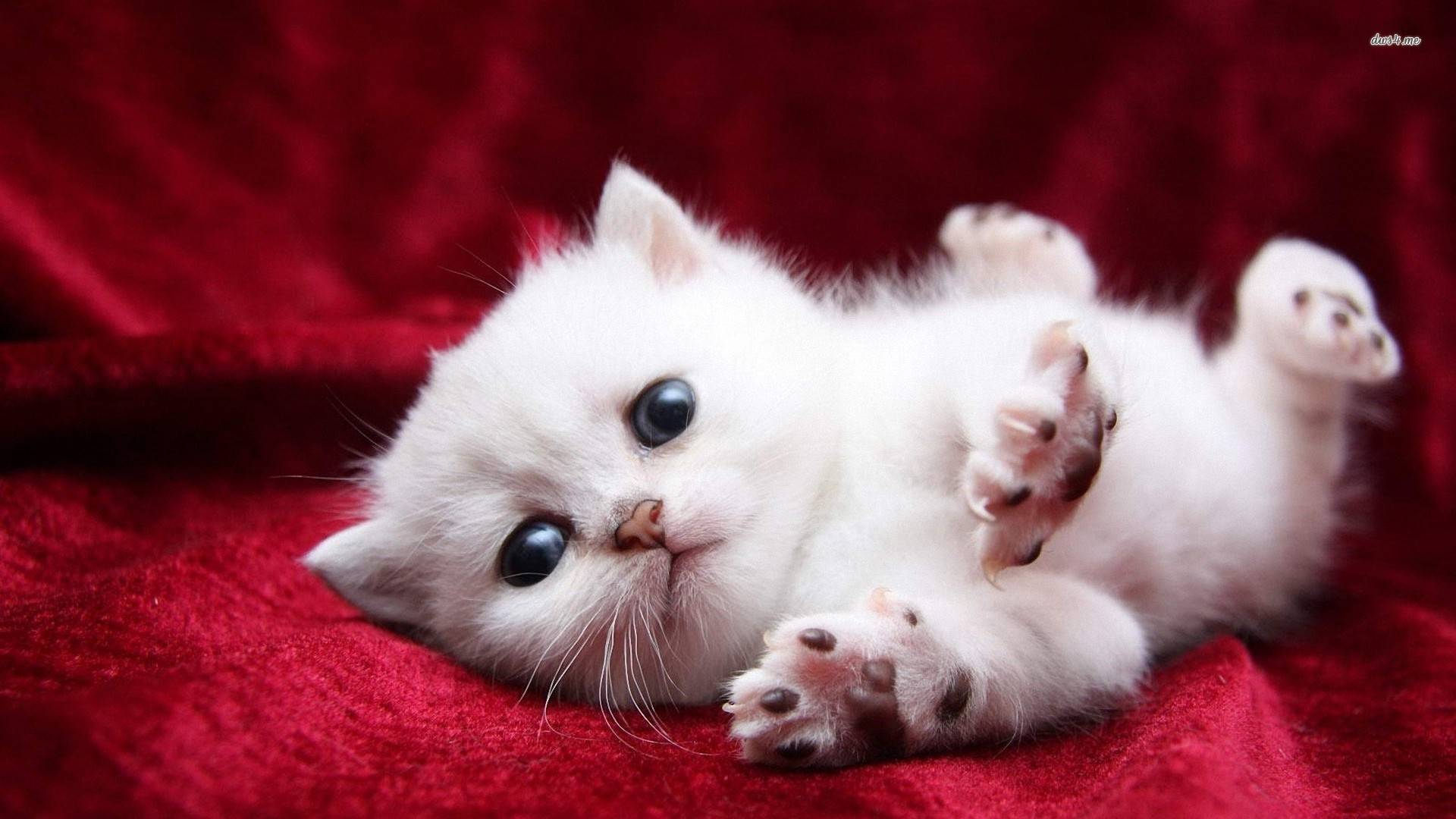 Cute white Kitty