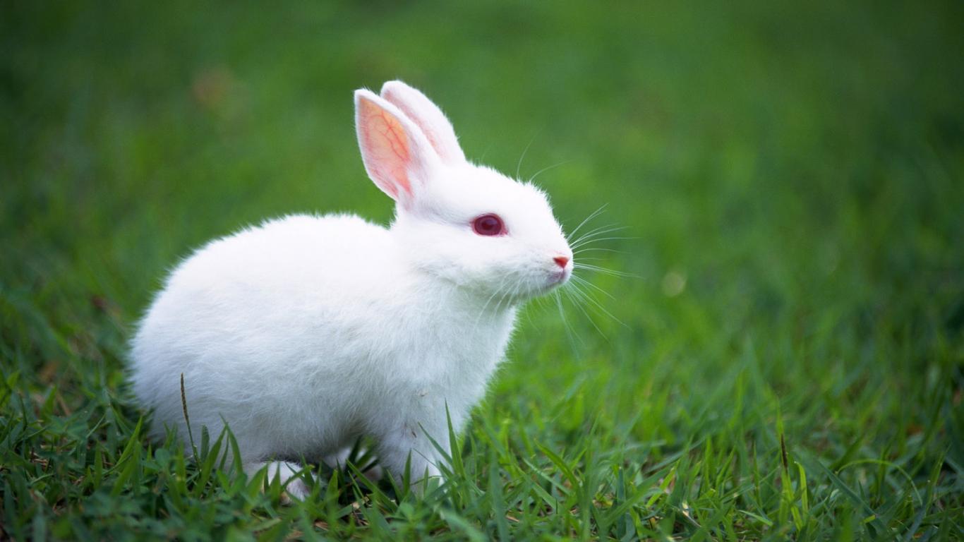 Cute White Rabbits Wallpapers 1