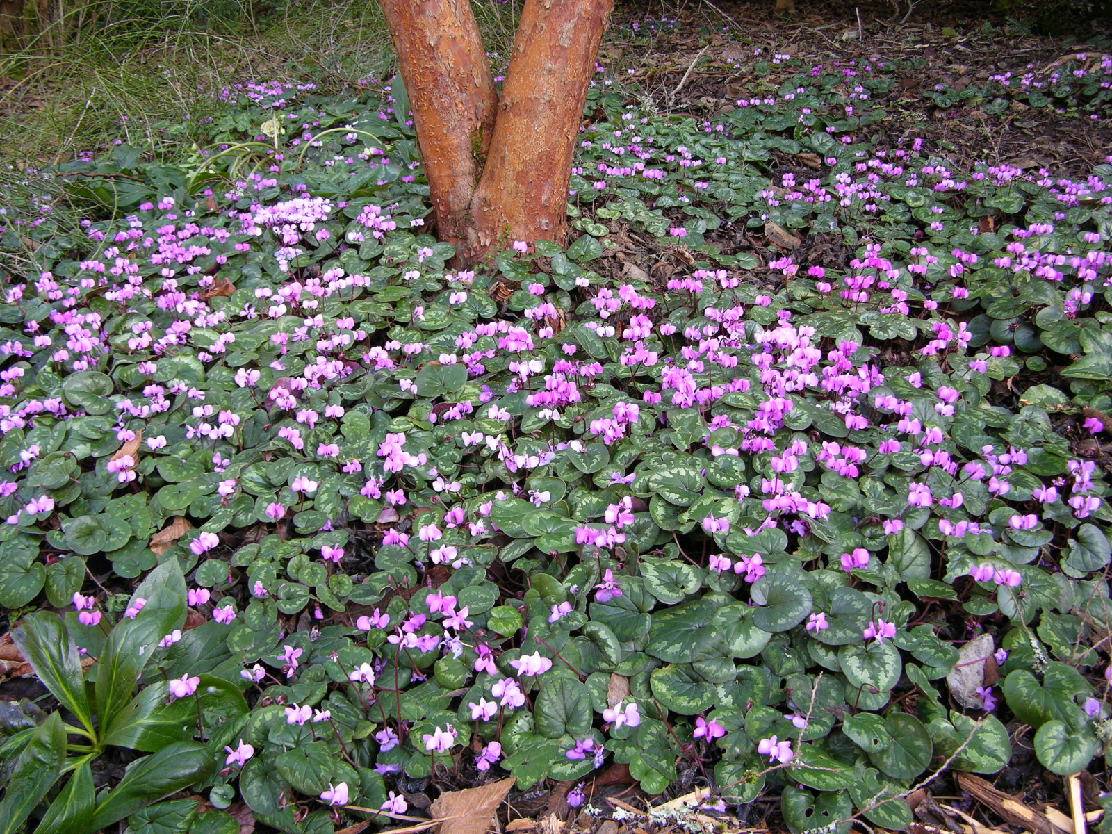 The ivy-leaved cyclamen, C. hederifolium, blooms in fall (usually September into October) with a generosity that warms the gardener's heart.
