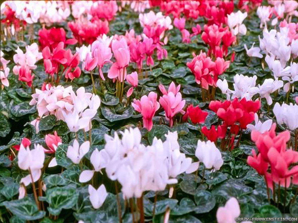 Cyclamen is known to be different from others and you may need to know how to grow cyclamen. Therefore, you can do the right things to do or give the right ...
