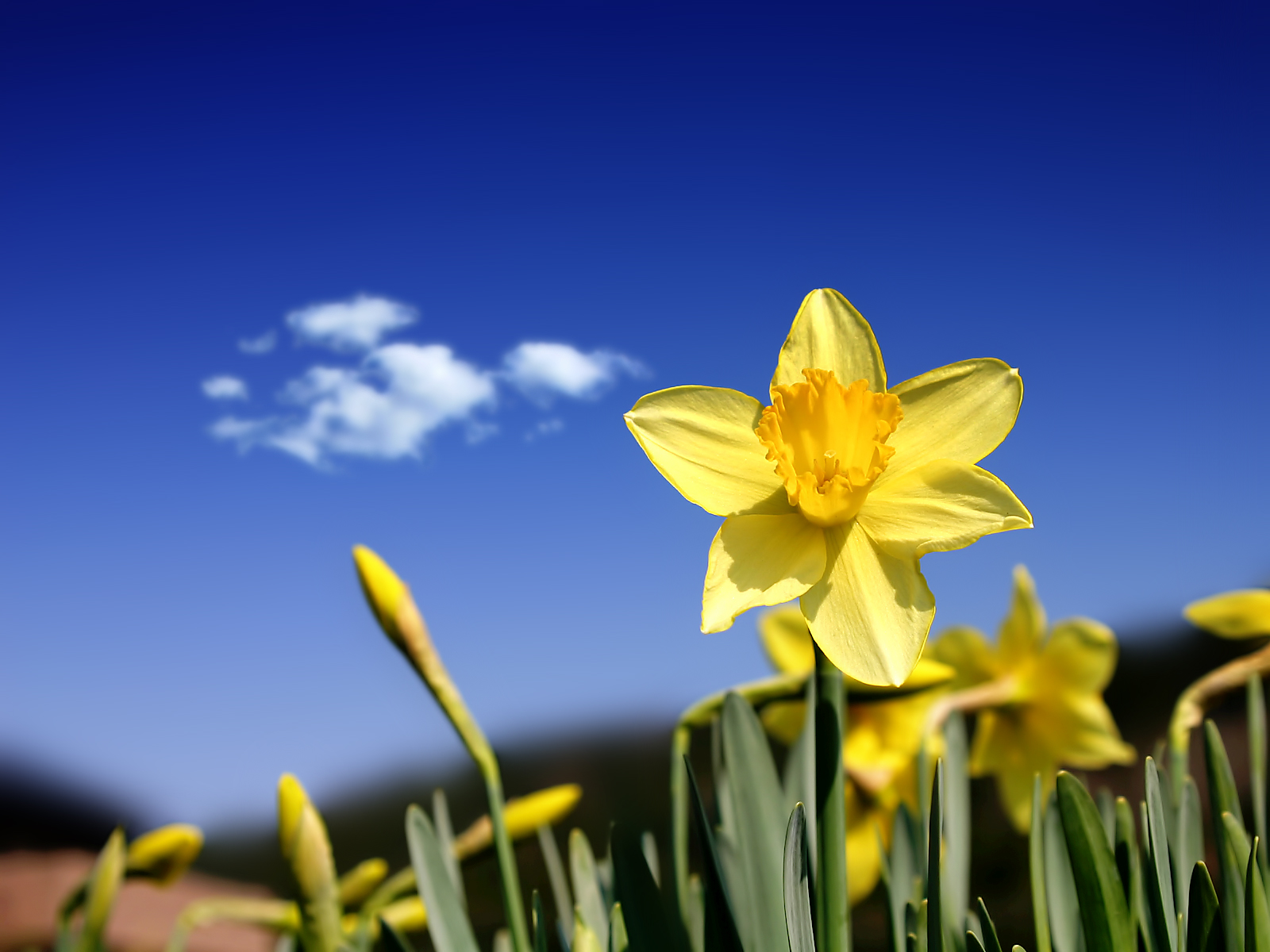 Celebrating Spring's First Flower: The Daffodil