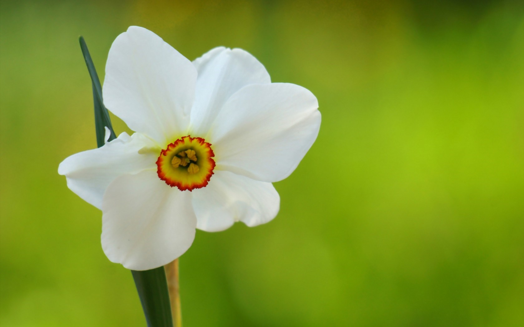Daffodil Flower Macro Focus