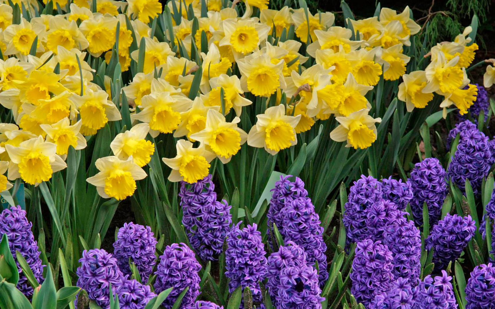 Daffodil · Daffodil · Daffodil Wallpaper ...