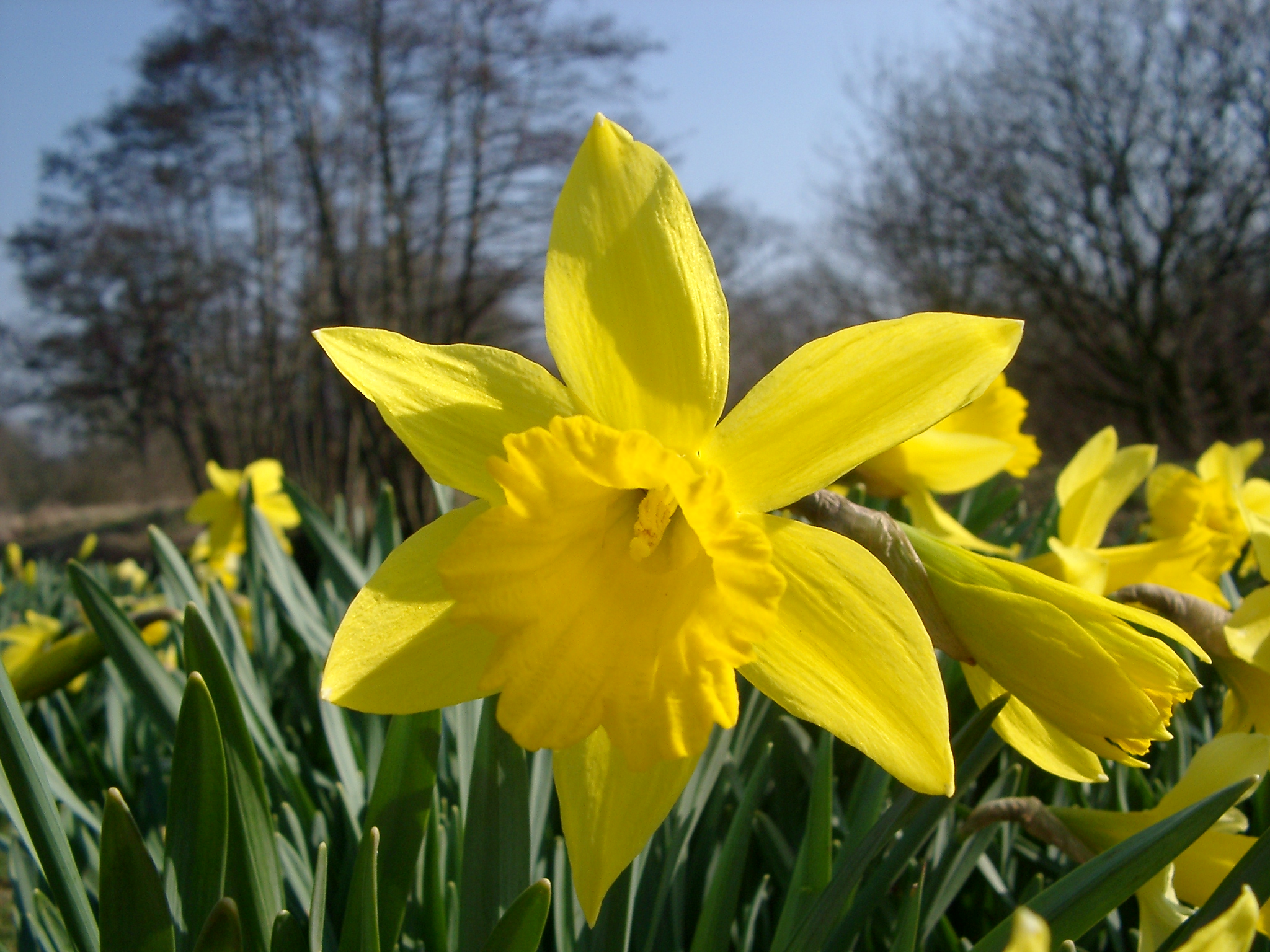 Daffodils Beautiful Flowers