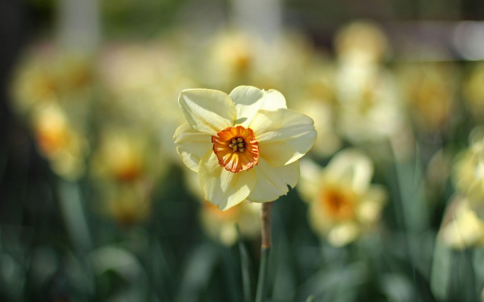 Daffodils Flowers Focus Spring