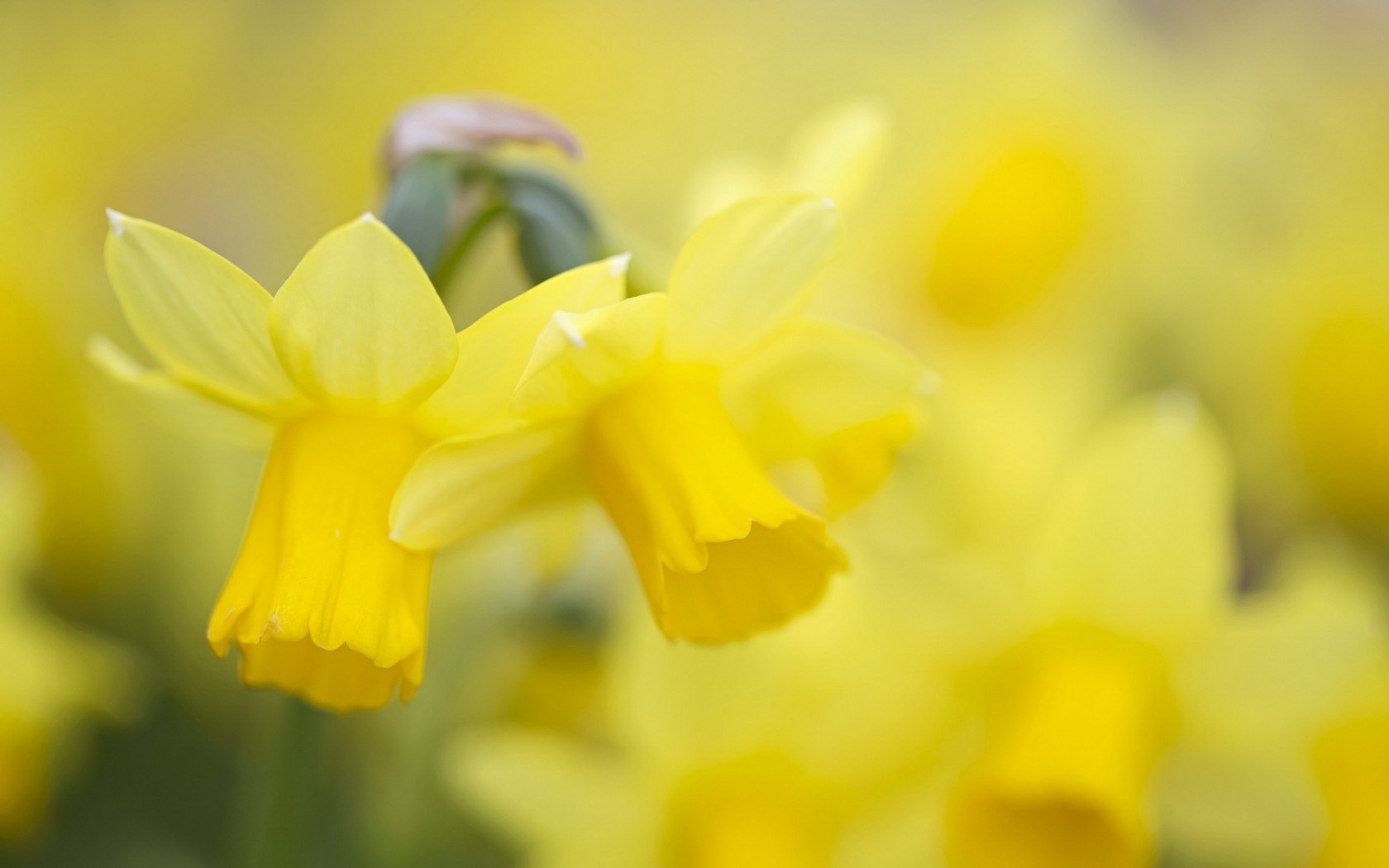 Daffodils Flowers Yellow