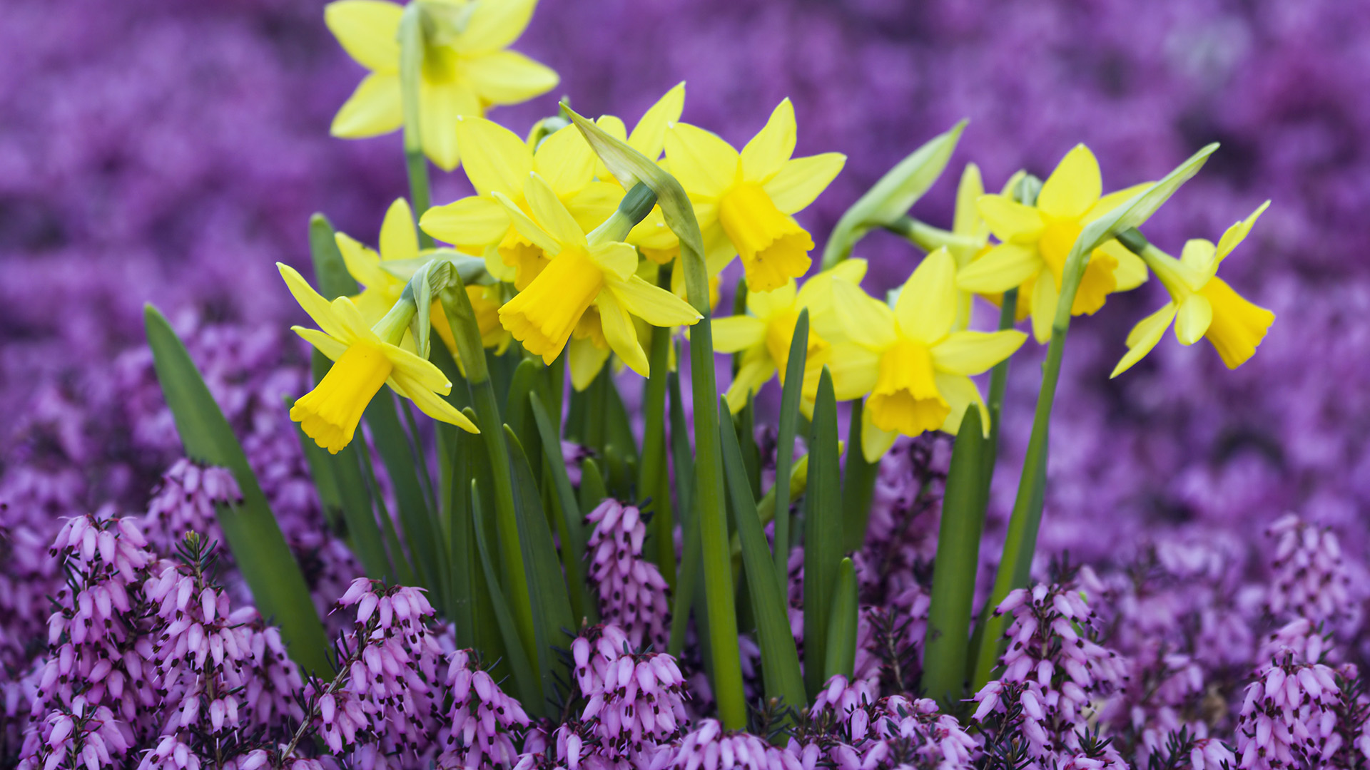 yellow daffodils in purple heather germany