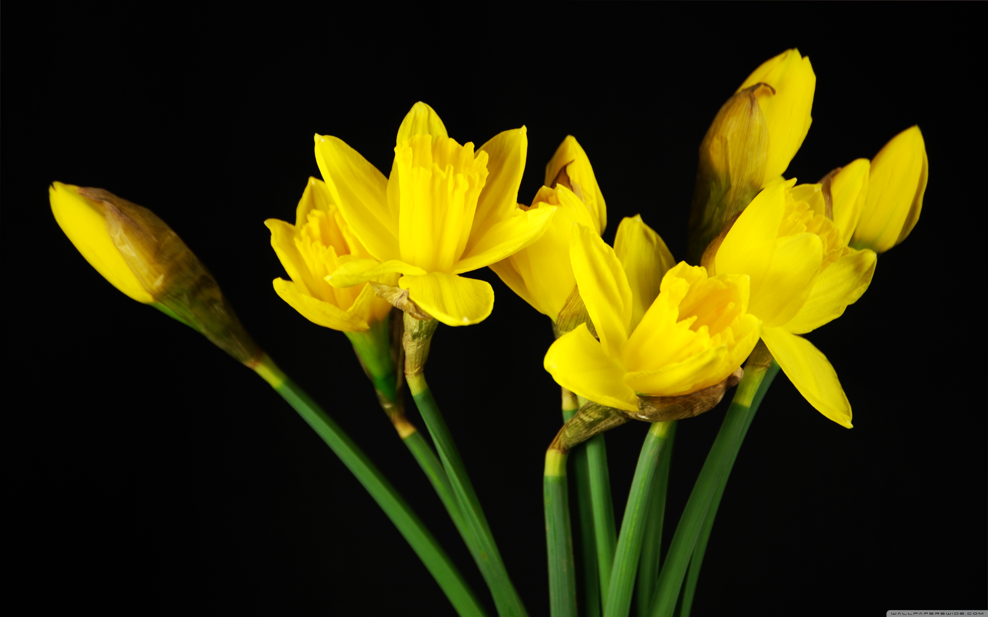 Daffodils Wallpaper