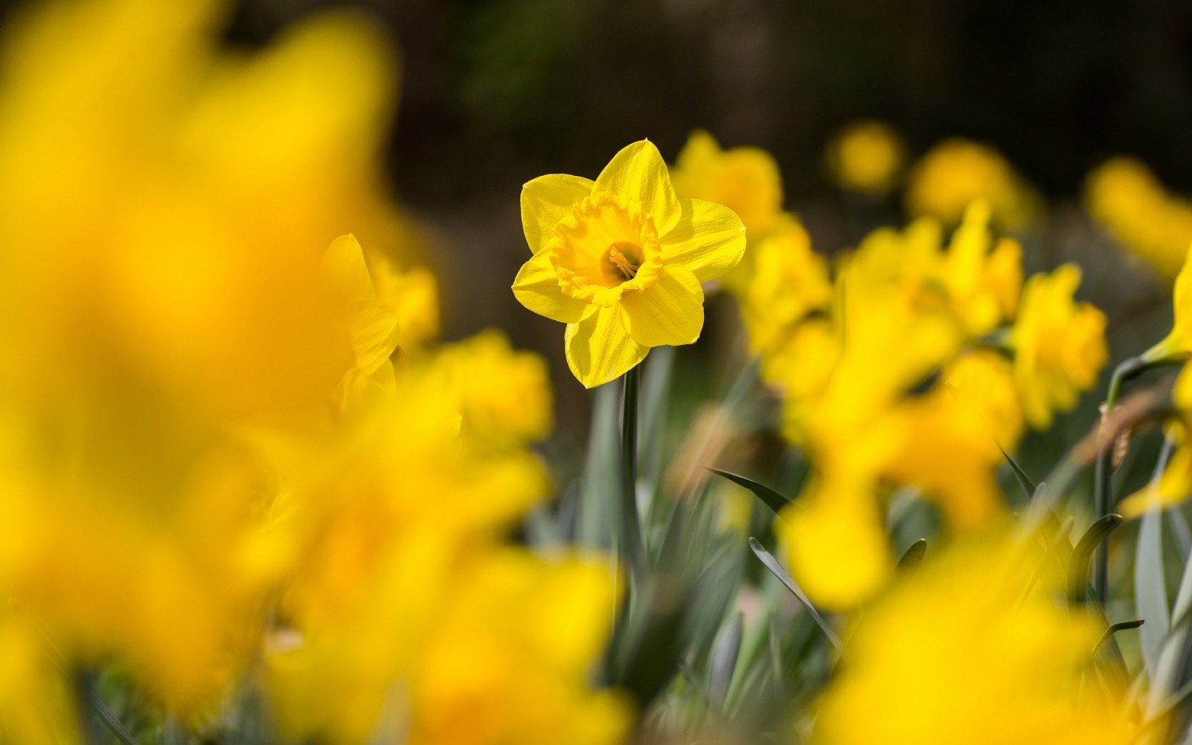 Daffodils Yellow Flowers Macro