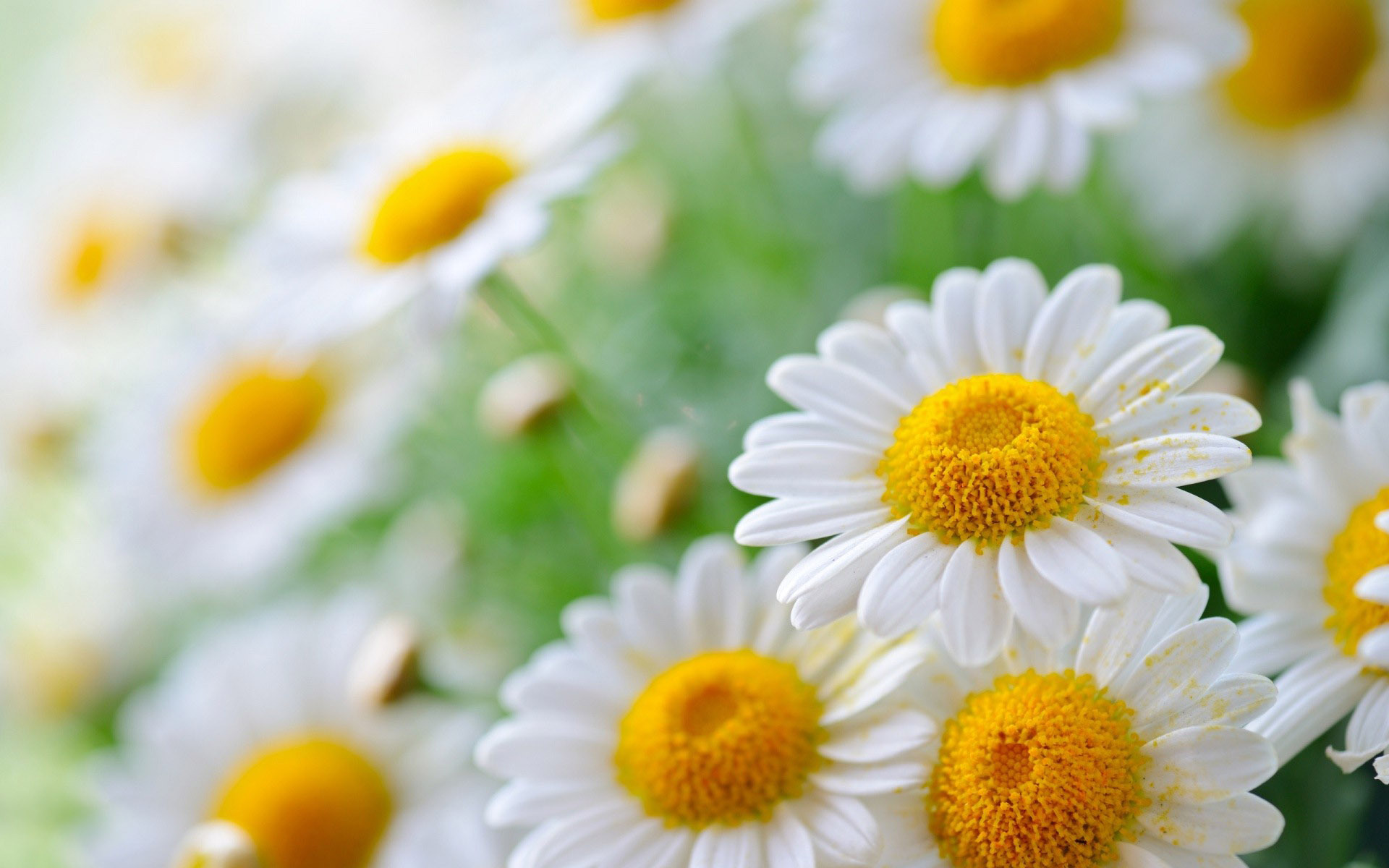 white daisies wide high resolution wallpaper White Daisies HD Wallpapers