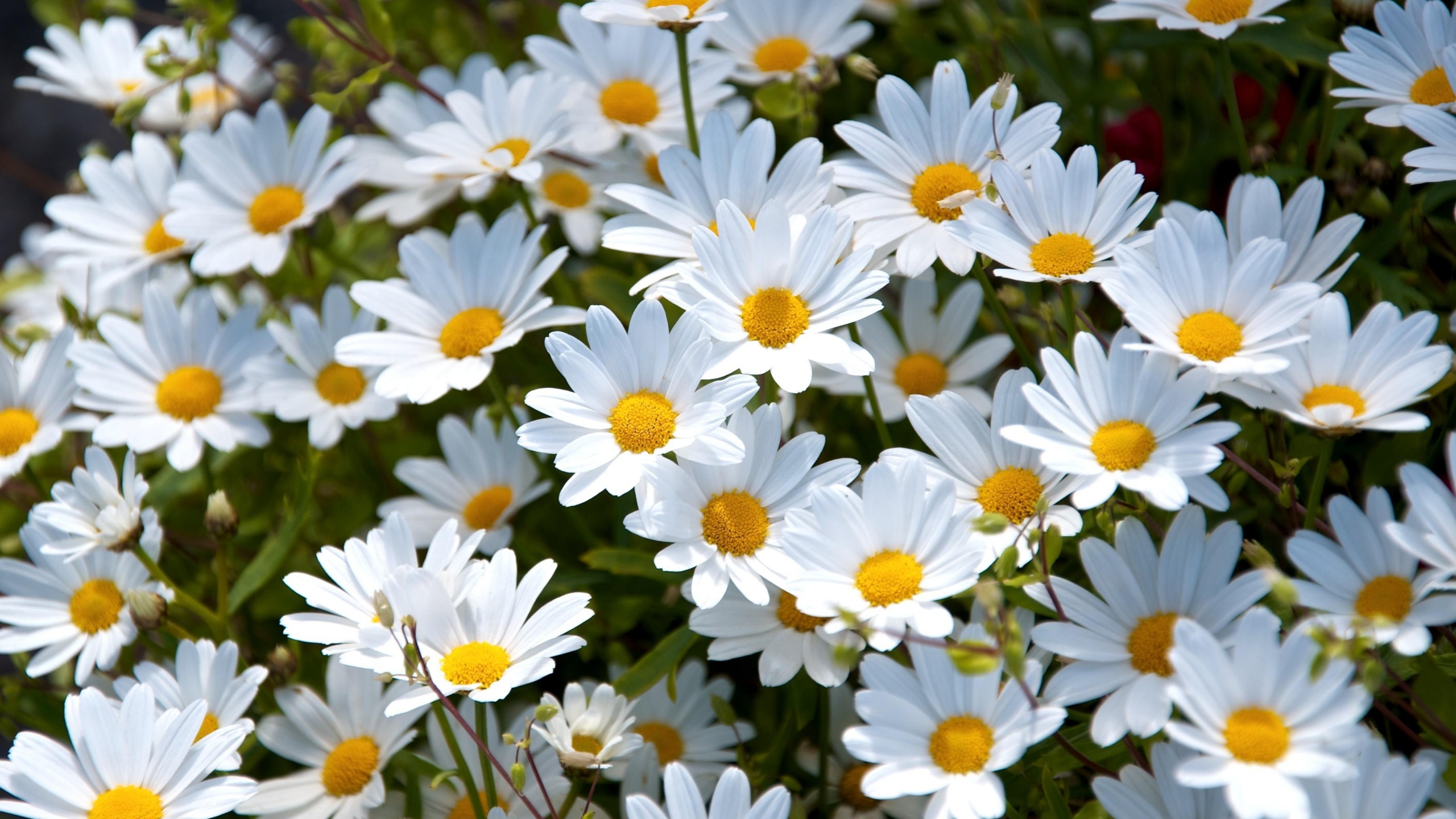 2560x1440 Wallpaper daisies, white, meadow, summer, mood