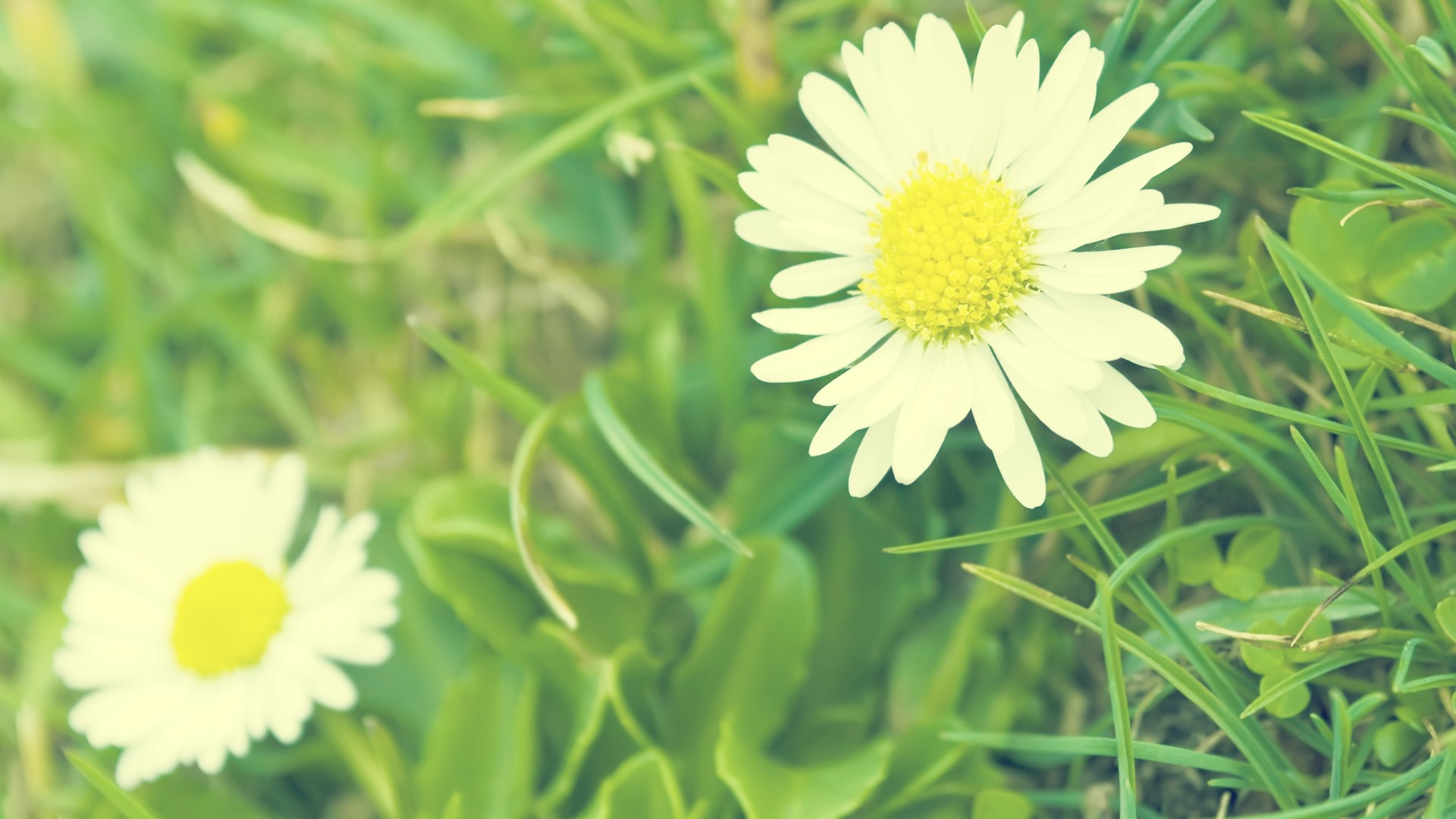 ... Daisy Wallpaper · Daisy Wallpaper