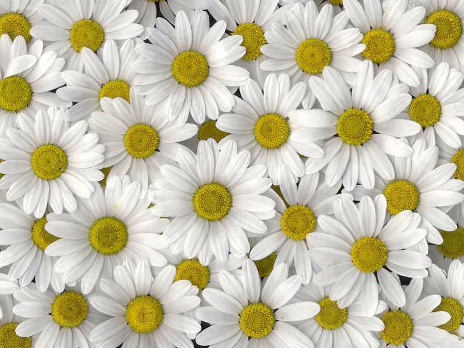 static ws white daisies high definition wallpaper White Daisies HD Wallpapers