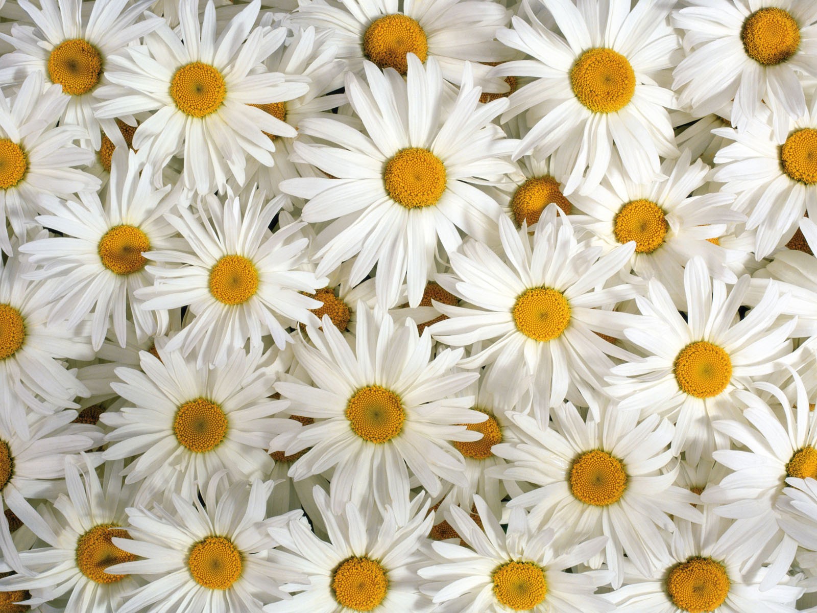 Daisy Flower Wallpaper Ahd Images Xpx 1600x1200px