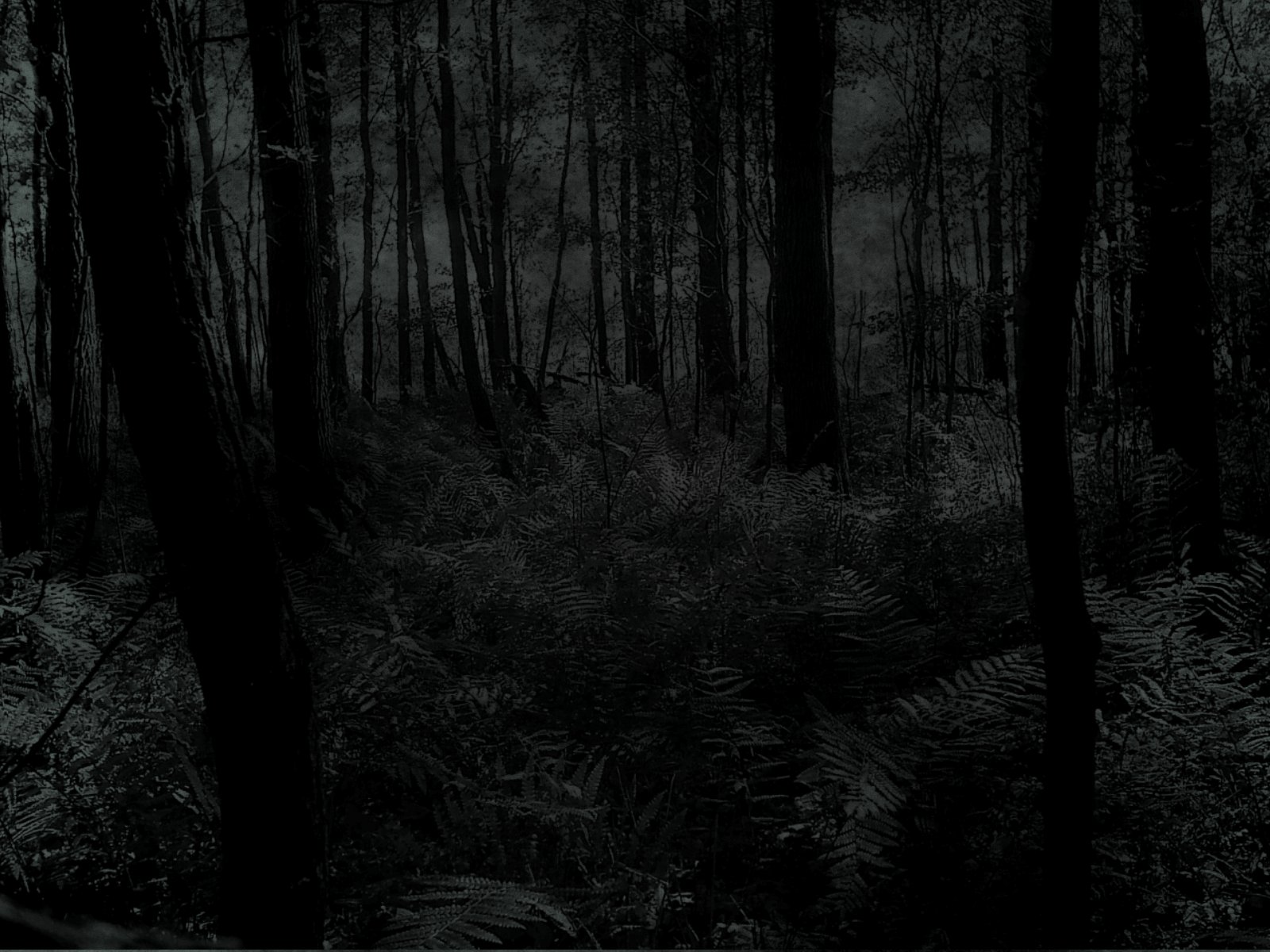 File:Dark forest.jpg