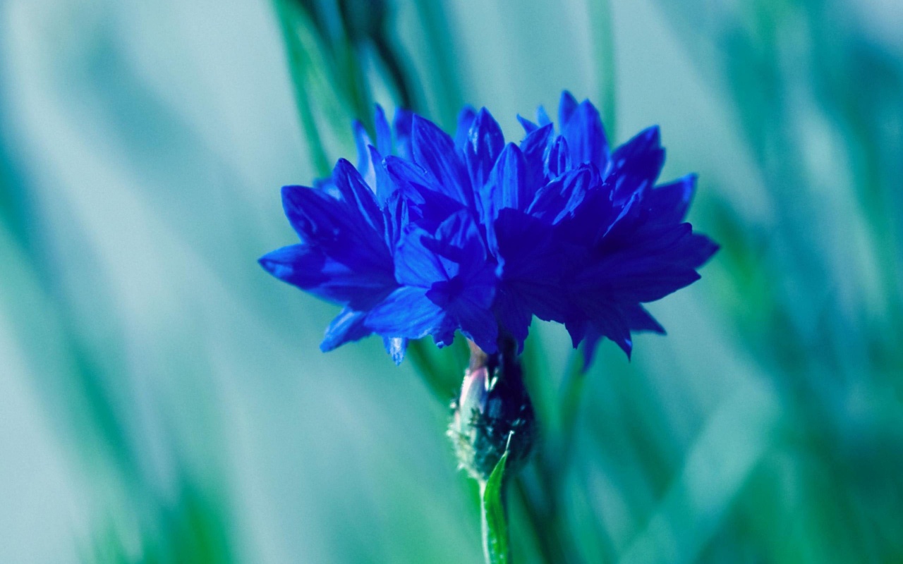 ... Dark Blue Flowers ...