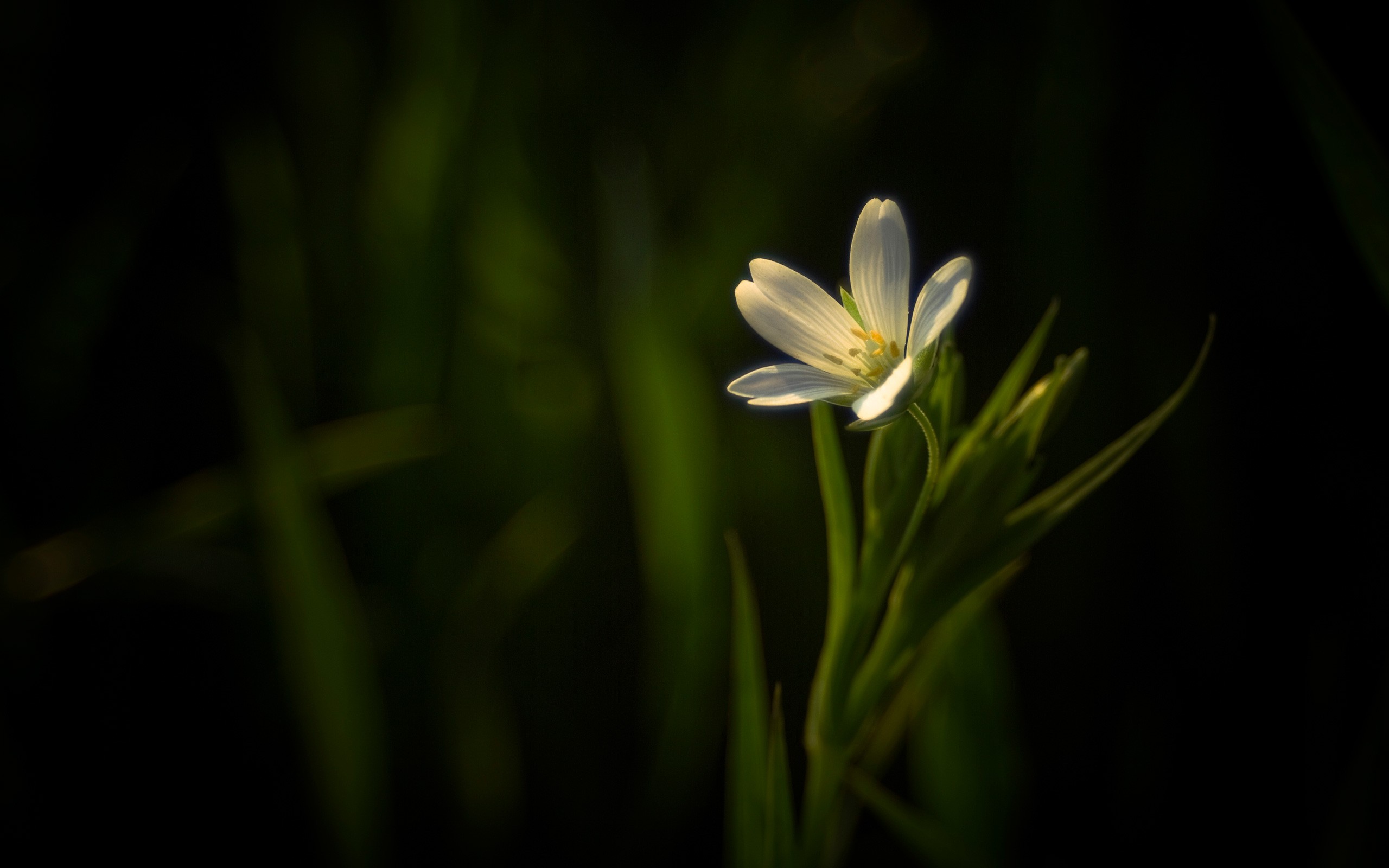 Dark Background White Flower ...