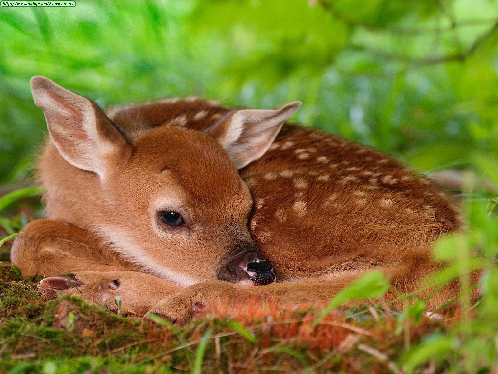 Fawn - deer Photo